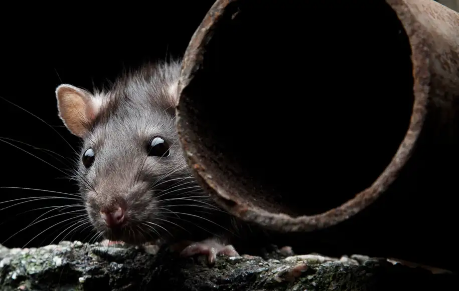 Rat emerging from a drain pipe, highlighting the risk of rodents entering properties through damaged drainage systems.