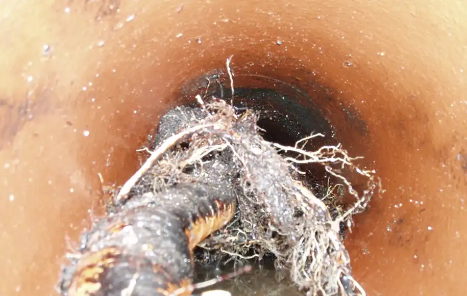 Tree roots penetrating a drain pipe and causing a blockage within the drainage system.